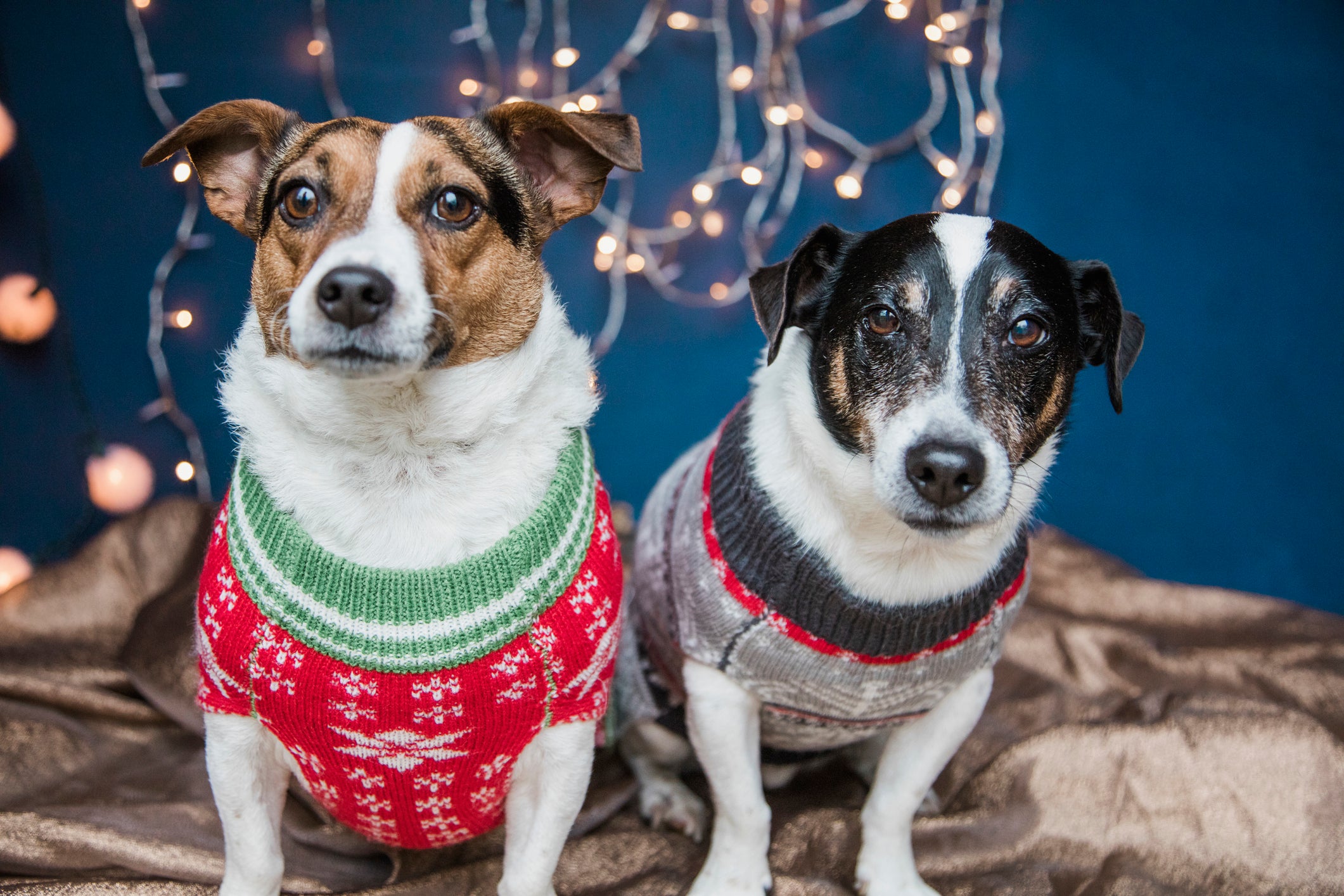 Cachorros usando suéteres de Natal