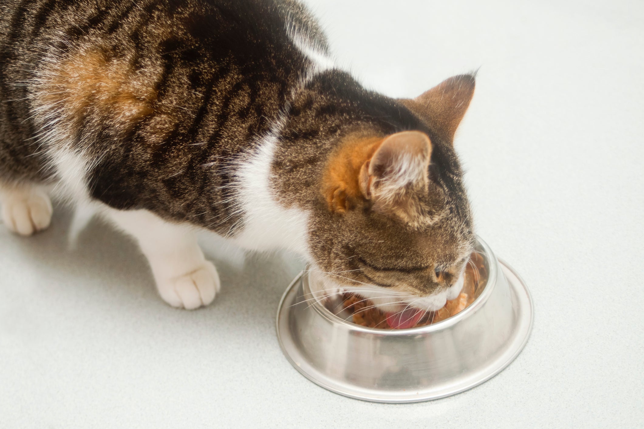 Gato comendo sachê em pote prateado