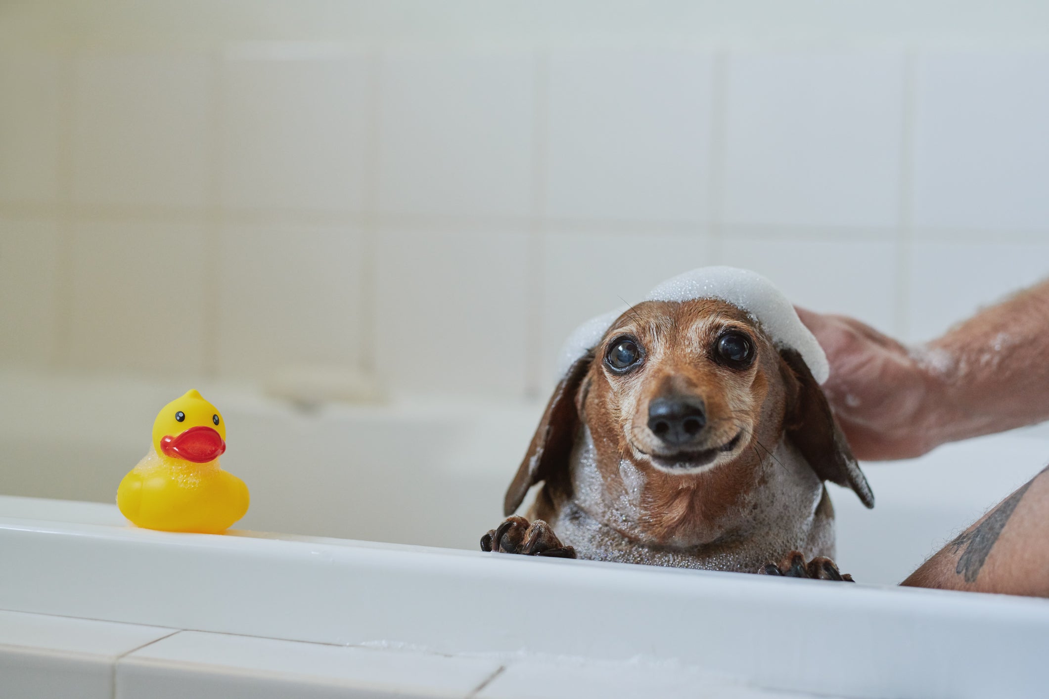 cachorro da raça Dachshhund na banheira