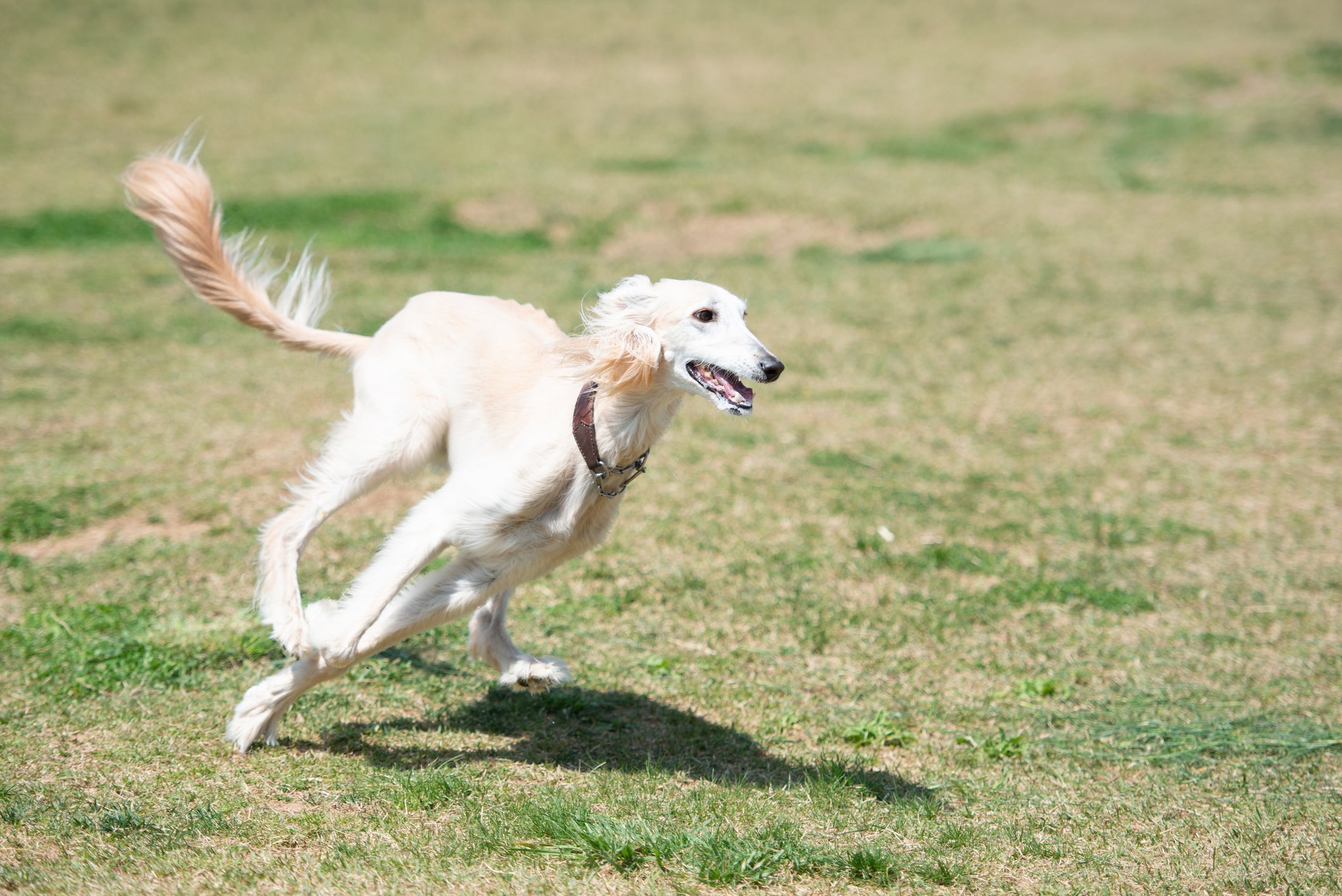 Cão Saluki correndo em gramado