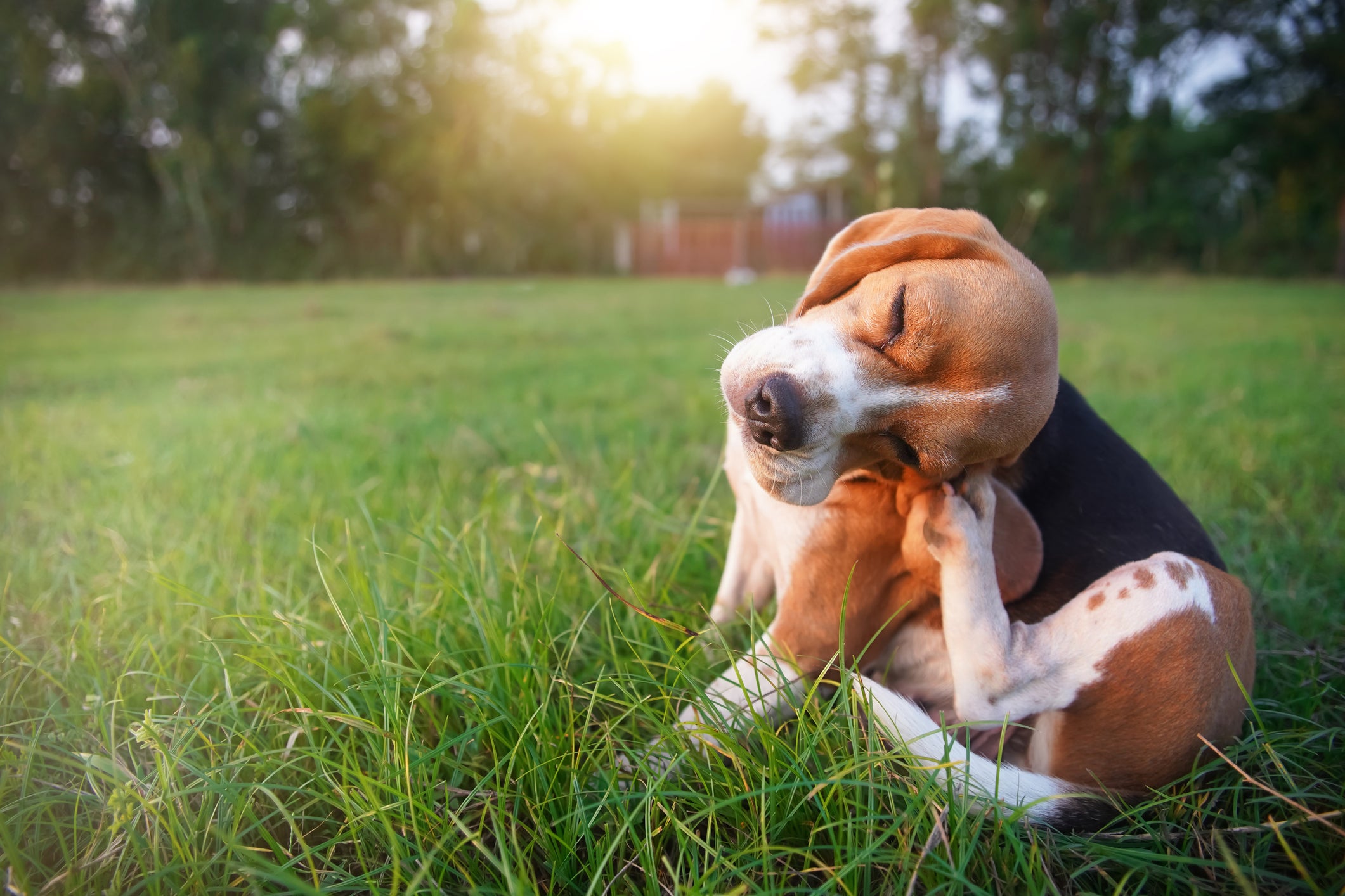 Cão Beagle se coçando em gramado