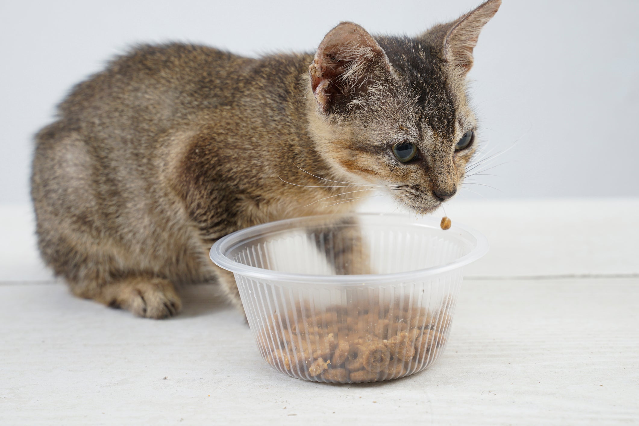 Gato comendo ração em pote de plástico