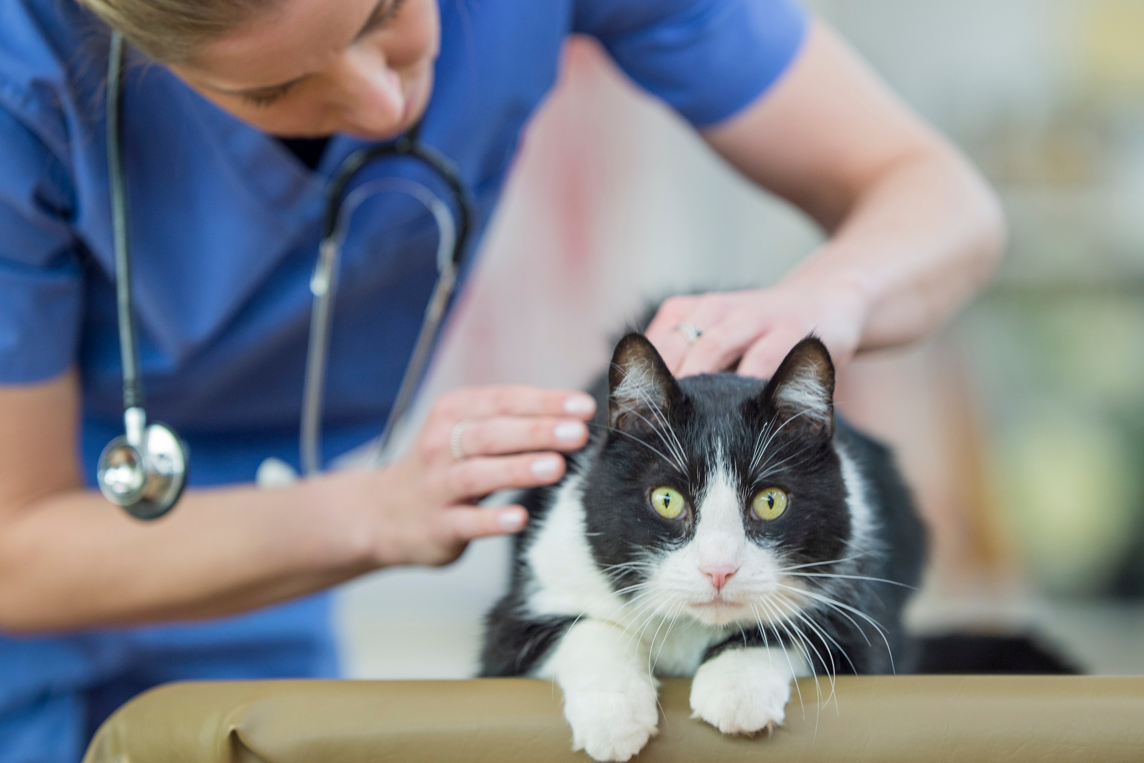 Veterinária analisando gato preto e branco em clínica