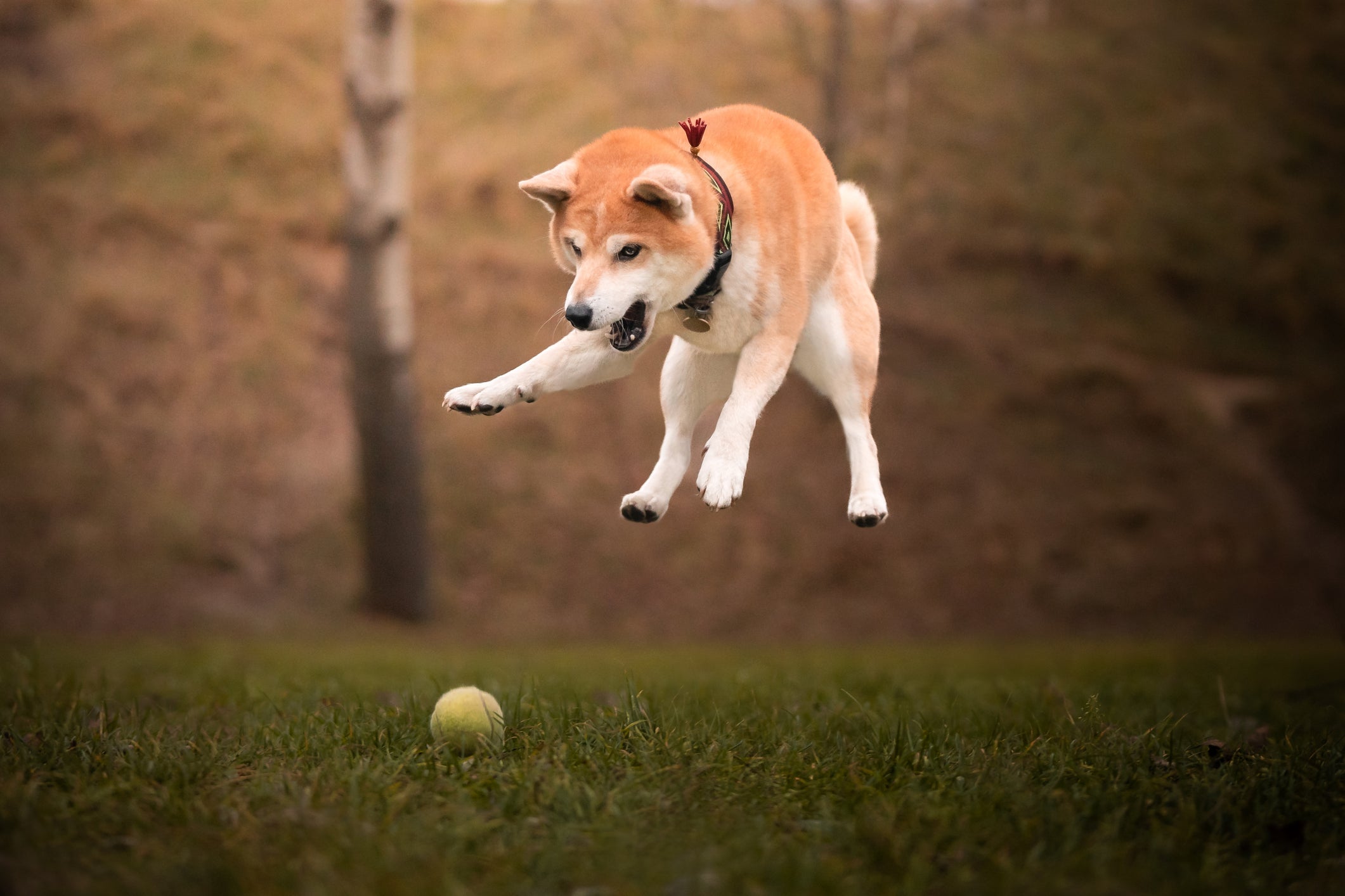 Cão Shiba Inu pulando em gramado com bolinha por perto
