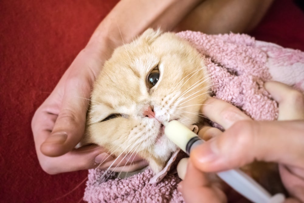 pessoa com auxílio de aplicador de comprimidos para gato dando remédio para gato laranja