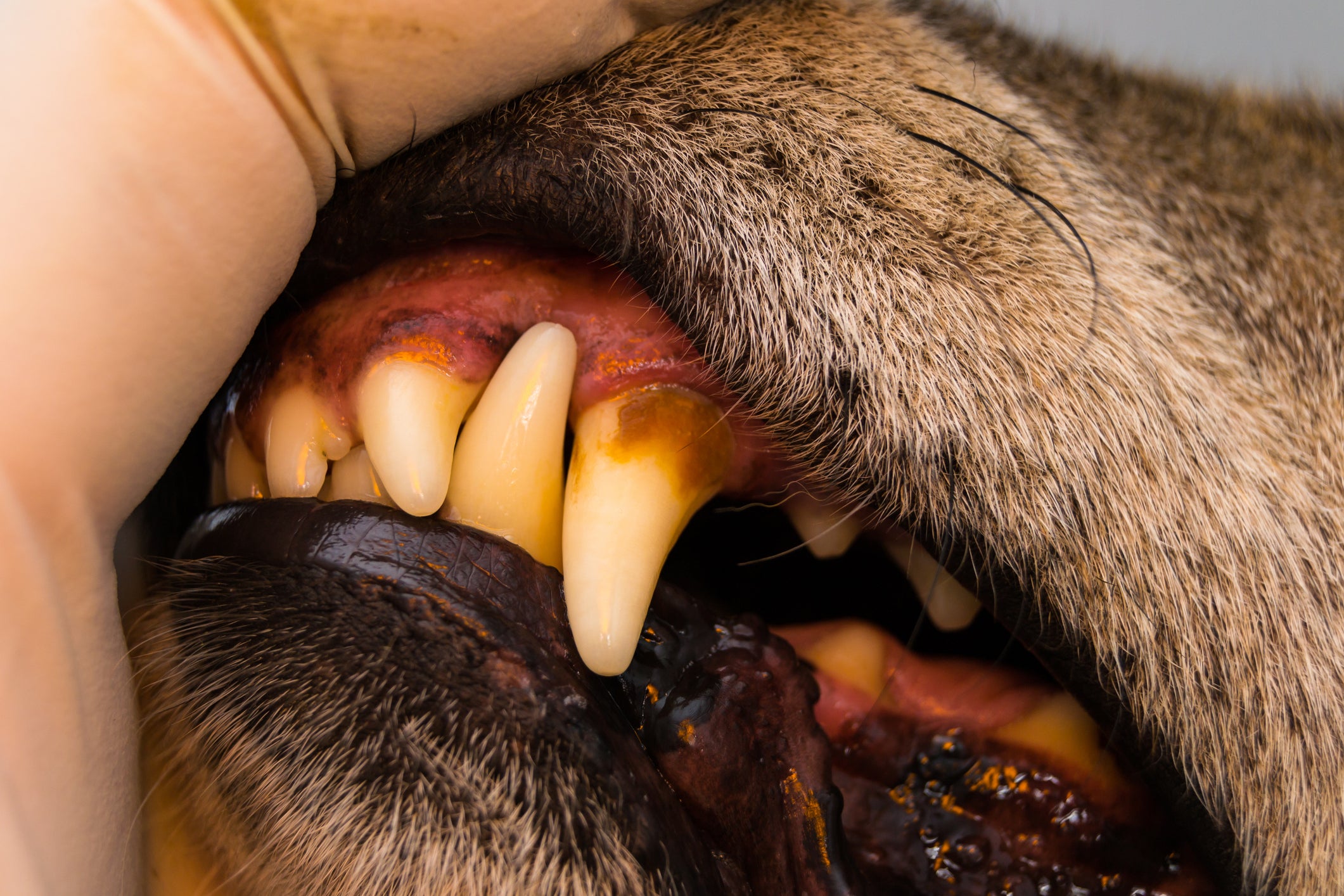 Dente de cachorro com mancha escura amarelada