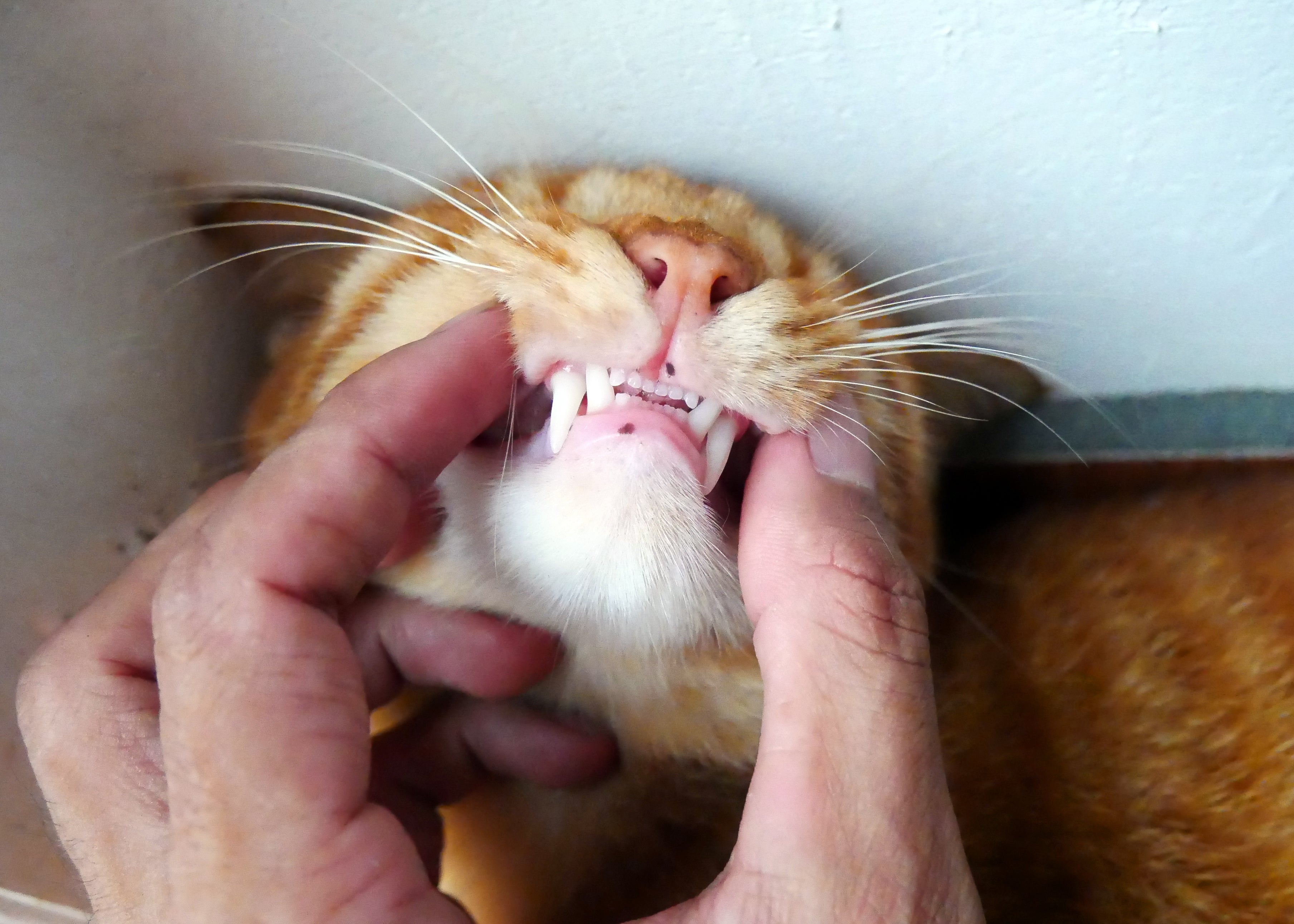 Mão humana segurando boca de gato laranja para ver seus dentinhos