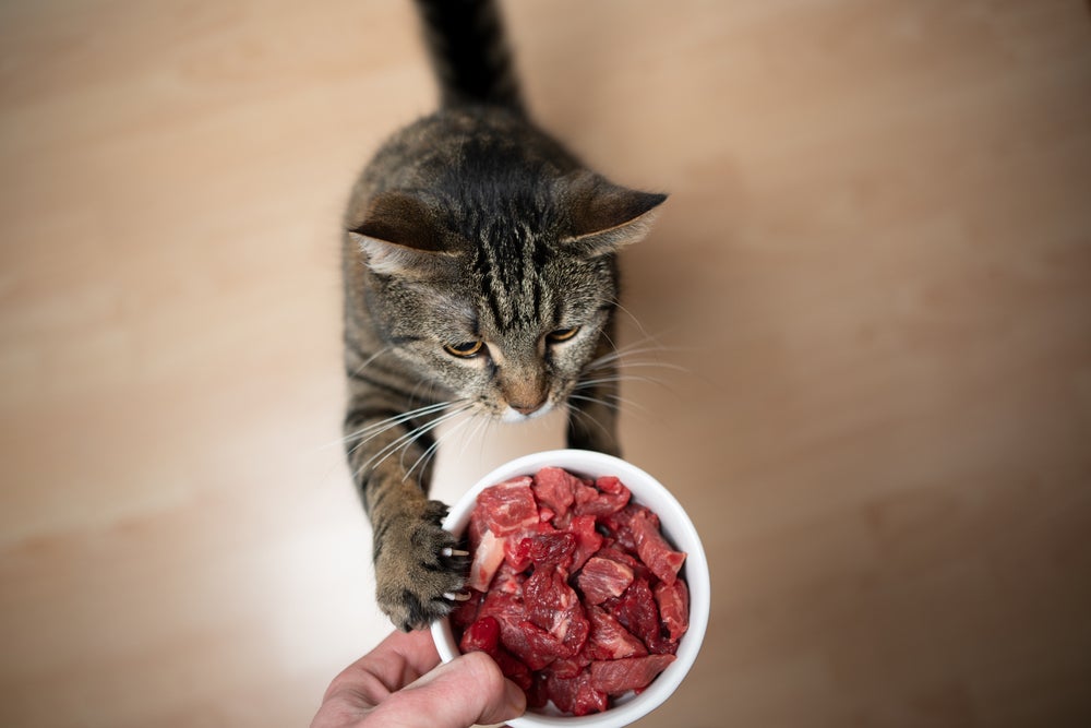 gato comendo um potinho de carne