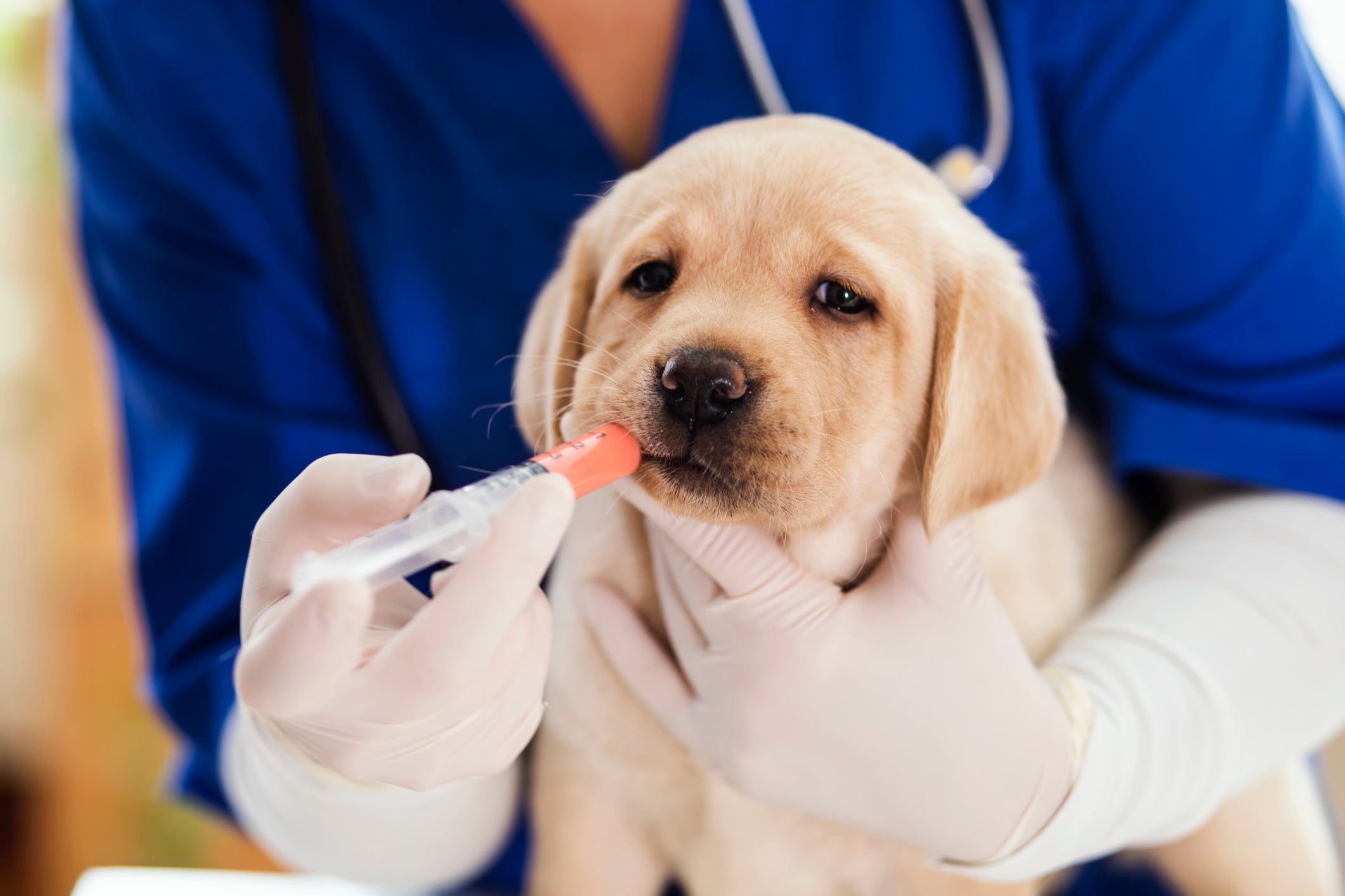 Cachorro filhote tomando remédio na seringa de plástico das mãos de veterinário