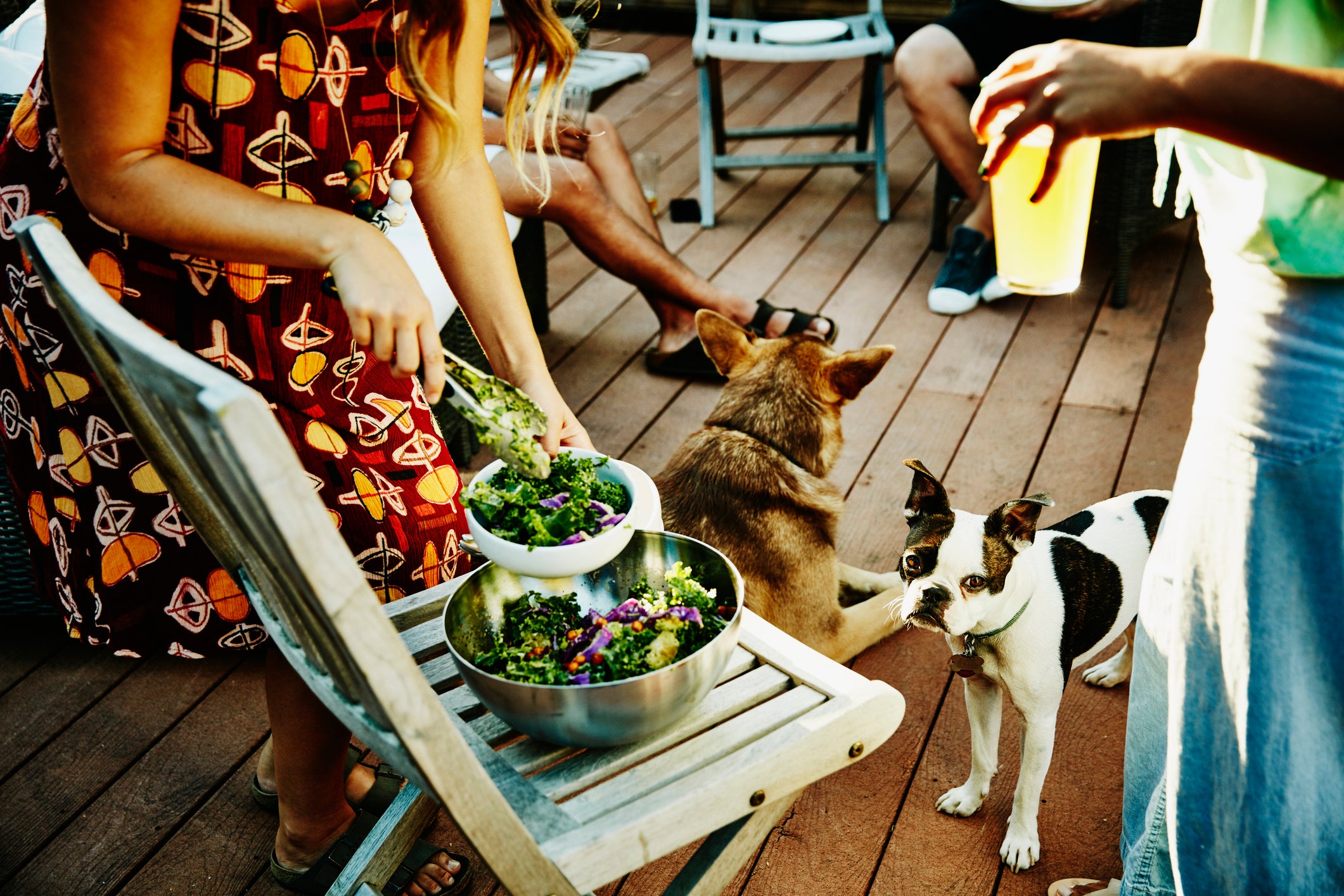 Cachorros perto de humanos e de pote de salada