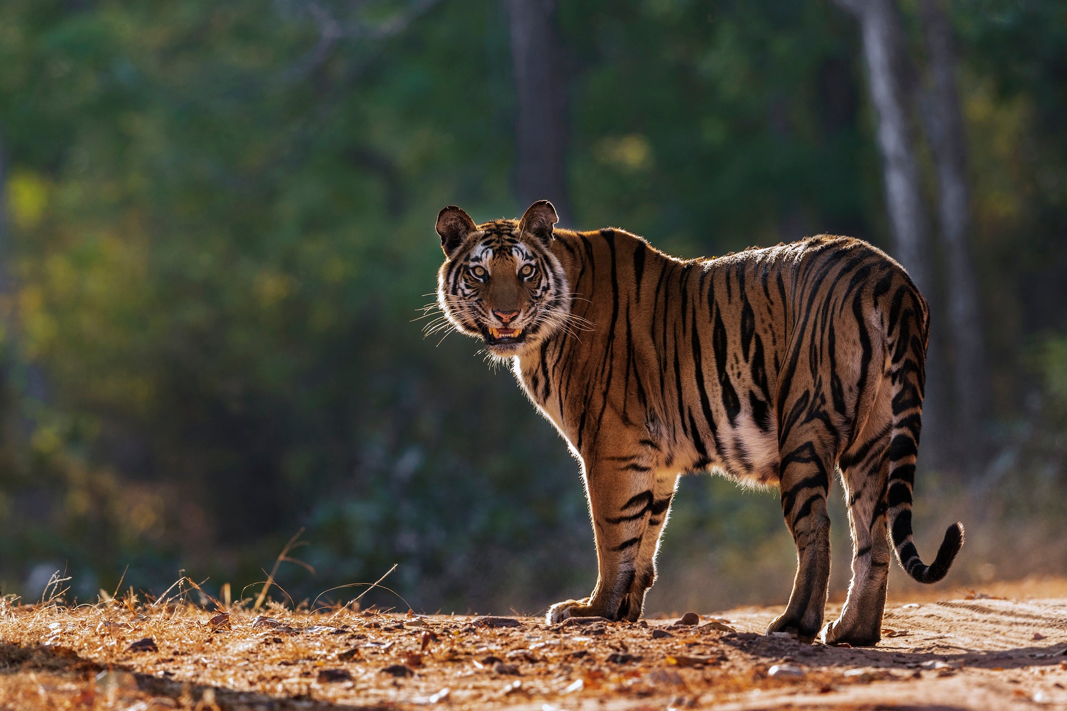 tigre em pé na natureza