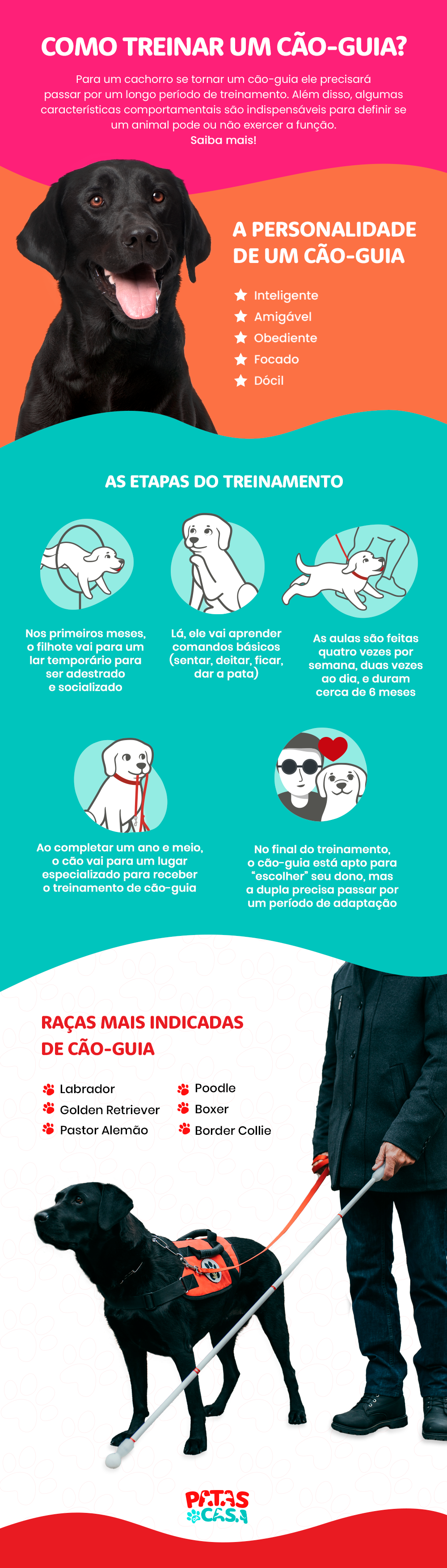 Infográfico mostrando como treinar um cão-guia
