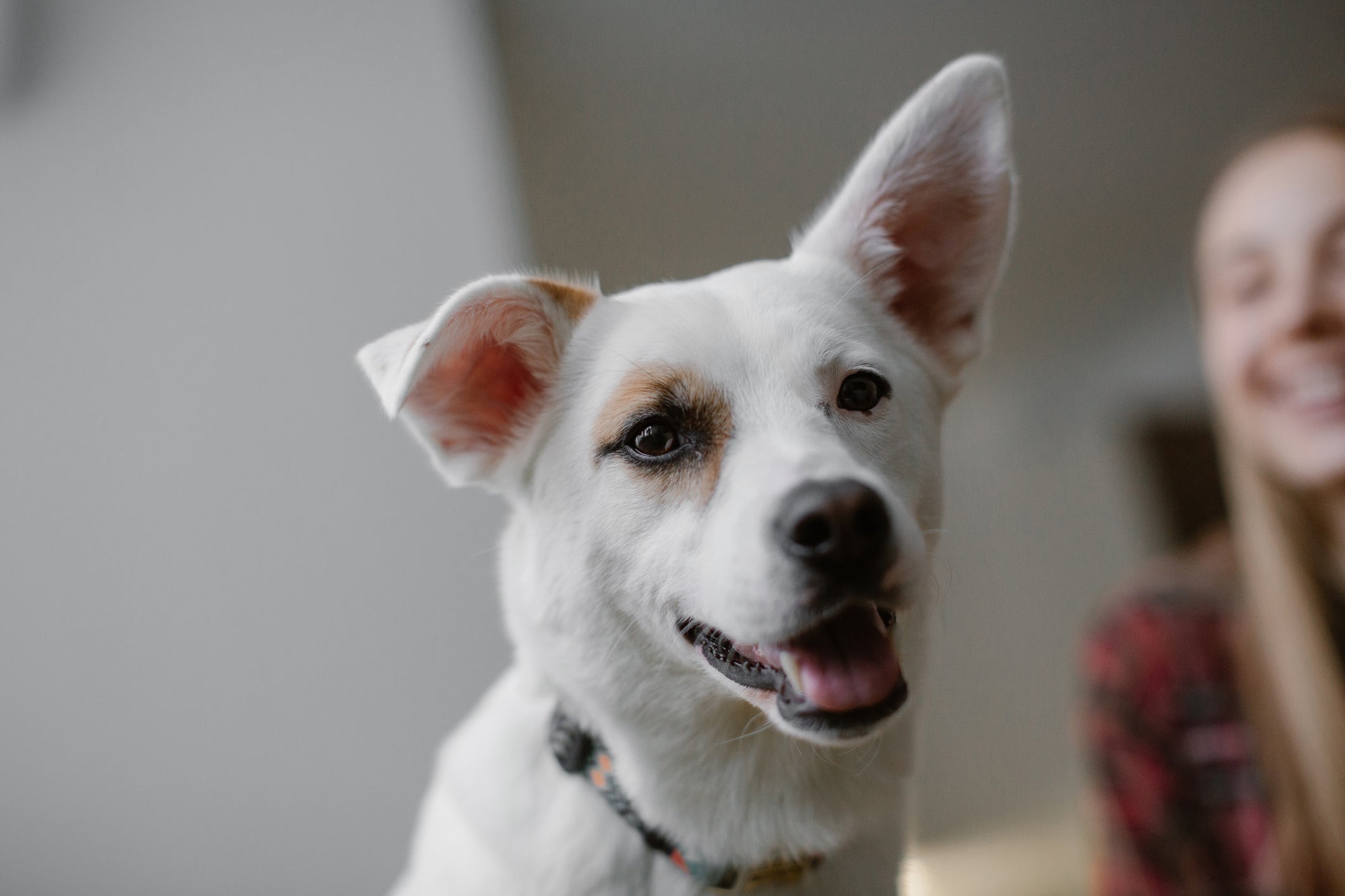 Cachorro branco sorrindo com uma das orelhas levantadas