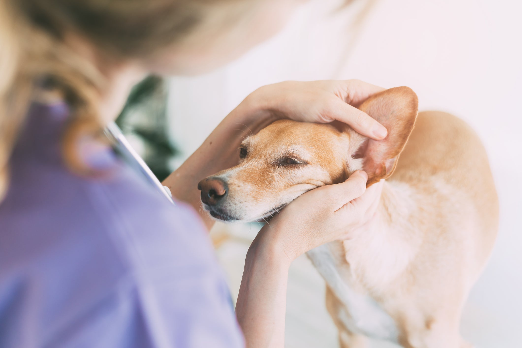 Veterinária examinando orelha de cachorro