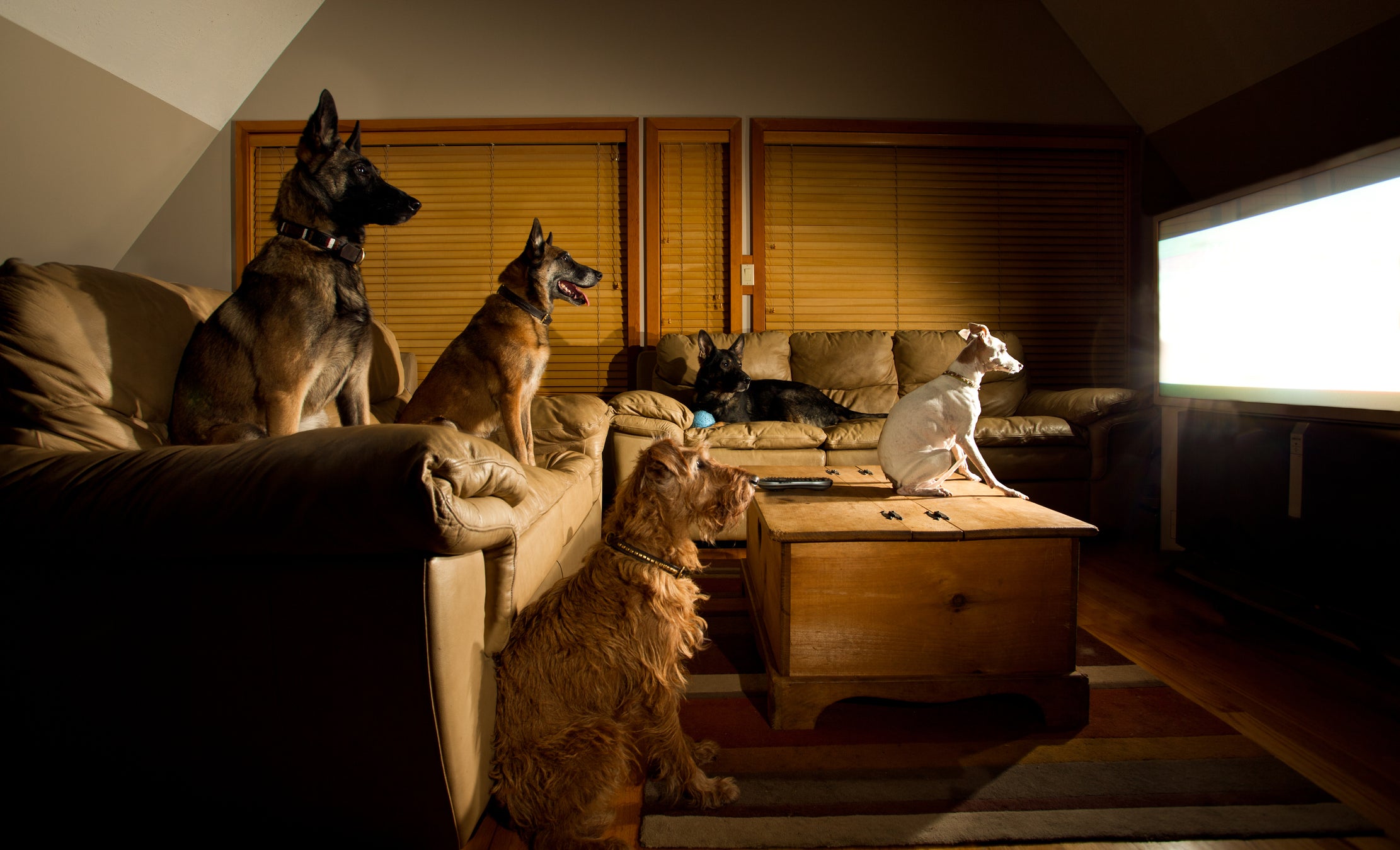Cães assistino televisão em sala de estar
