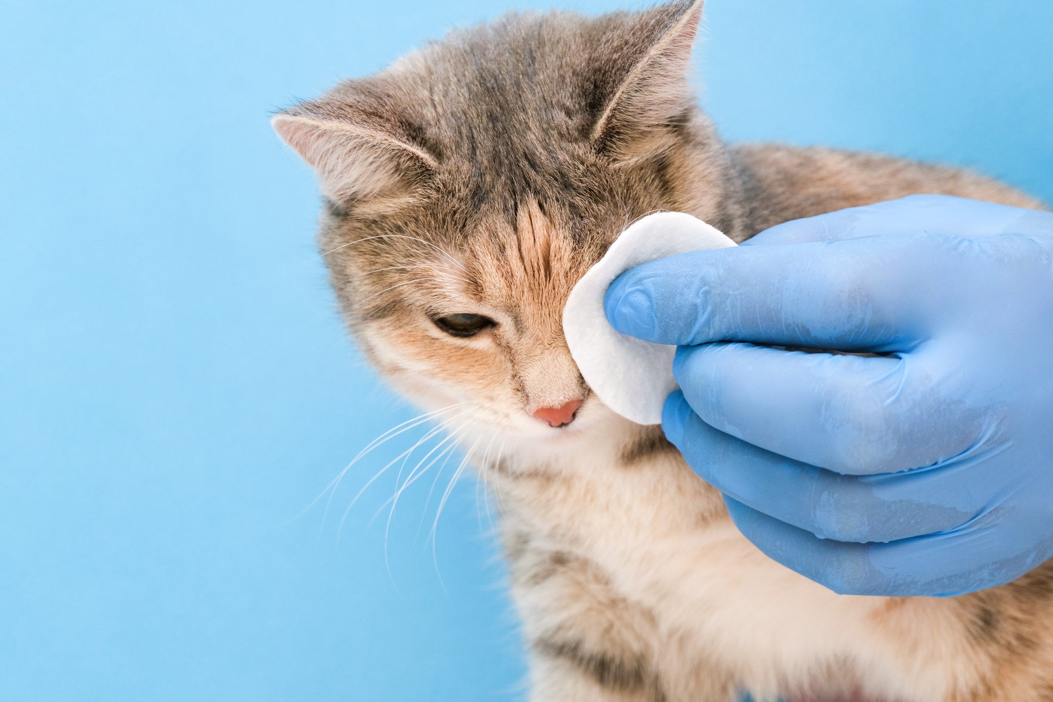 Mão com luva azul limpando olho de gato com algodão