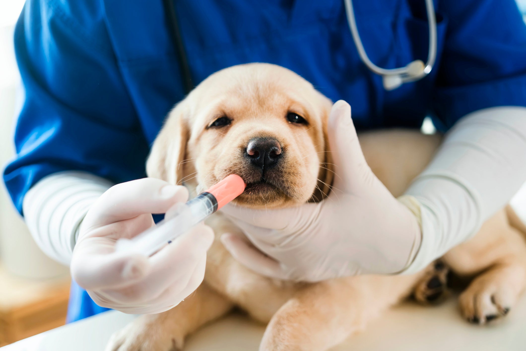 Cachorro filhote recebendo conteúdo laranja de seringa aplicada por veterinário