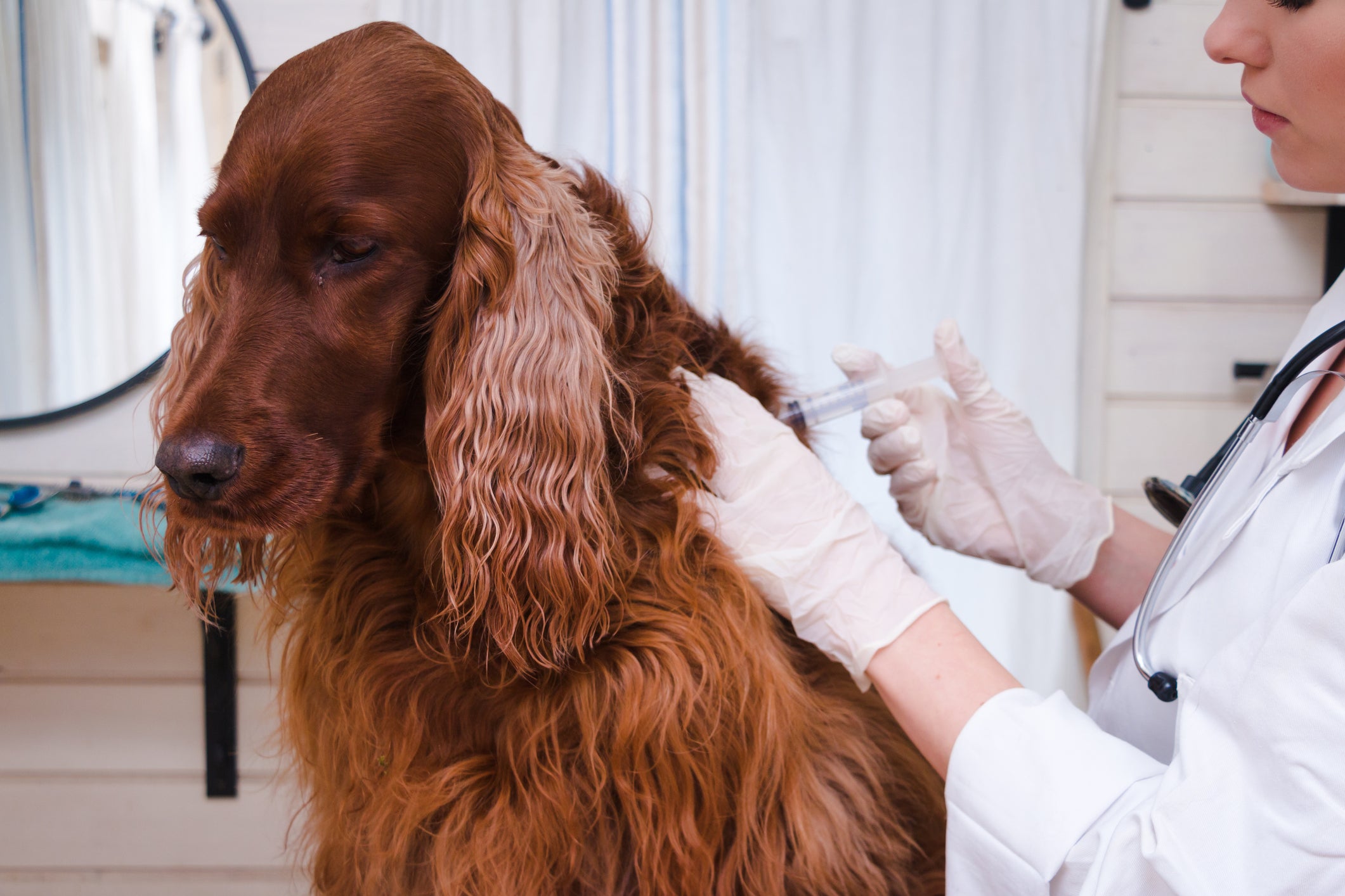 Cão peludo marrom tomando vacina em consultório médico