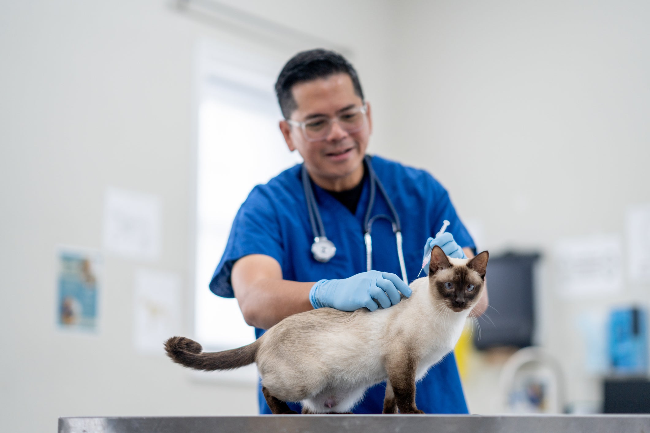 Veterinário aplicando vacina em gato em consultório médico