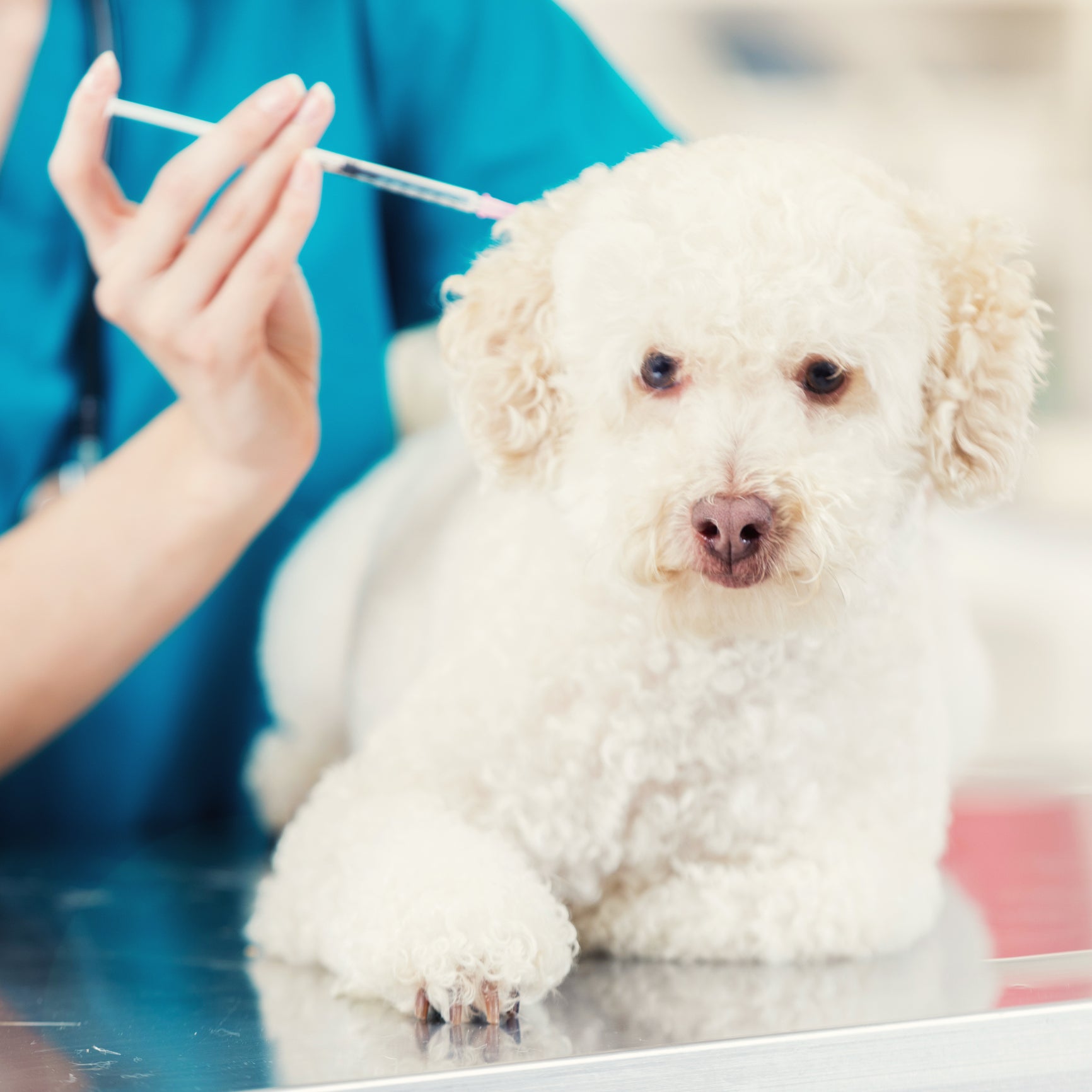 Cachorrinho branco sendo vacinado por veterinária em consultório médico