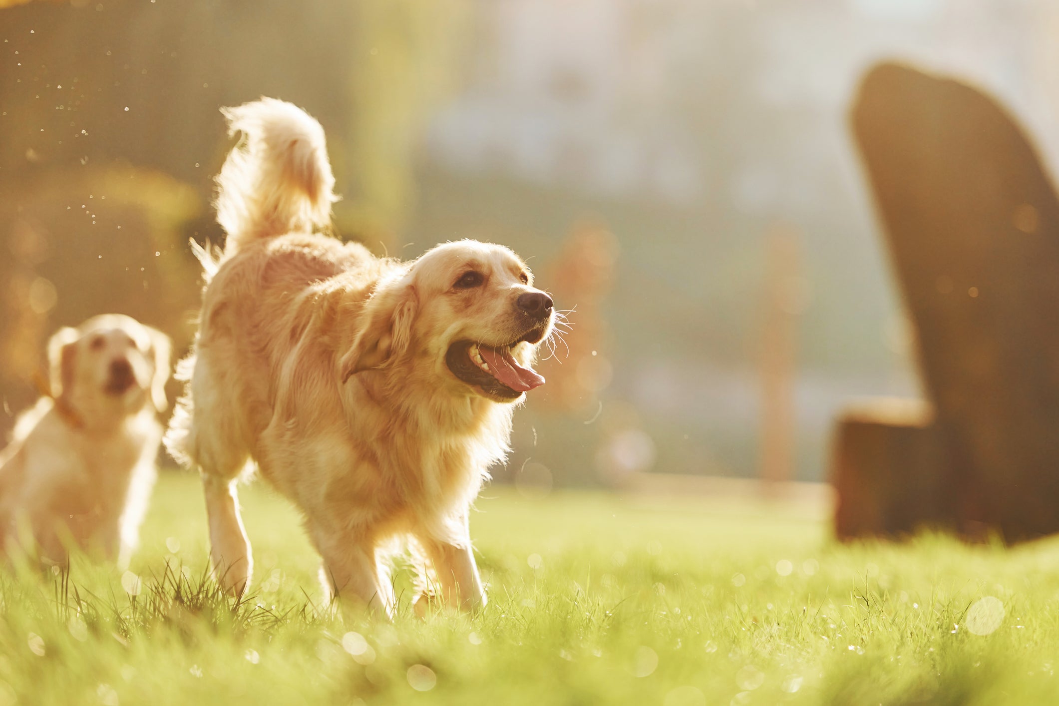 Cão Golden Retriever correndo feliz em gramado ensolarado
