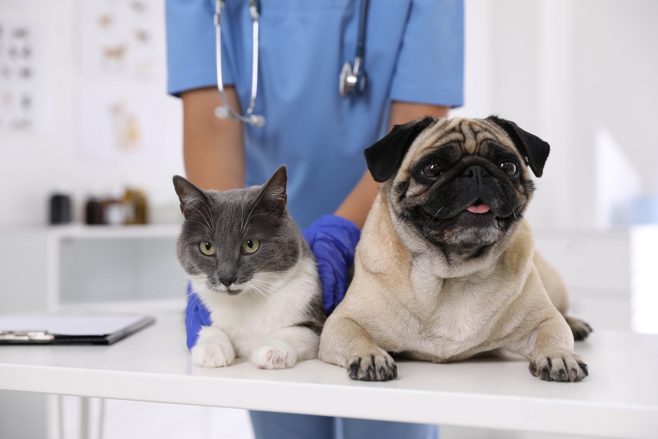 Cachorro e gato em mesa de consultório médico com veterinário ao fundo