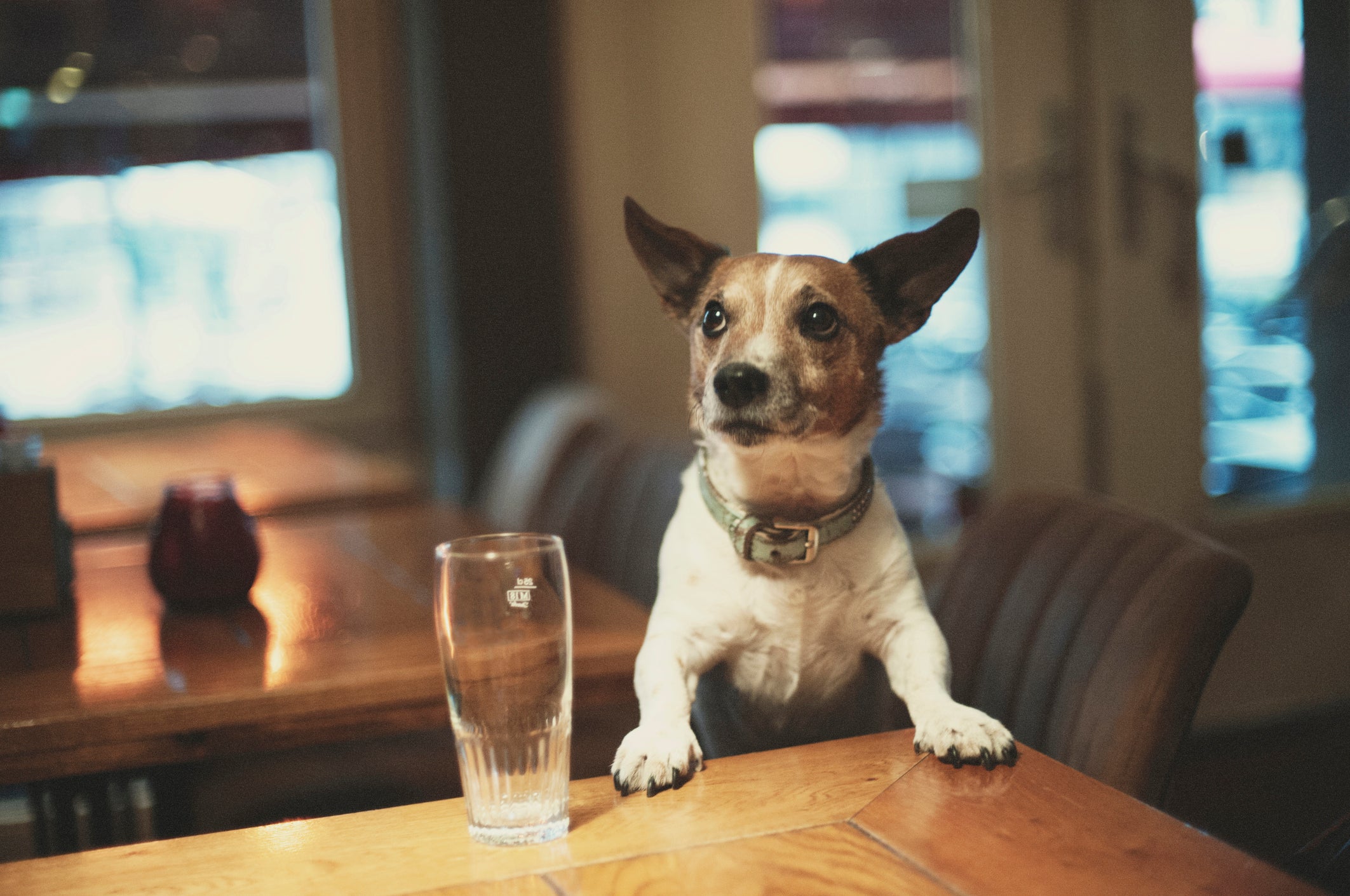Cachorrinho debruçado em balcão de madeira com copo grande de cerveja ao lado