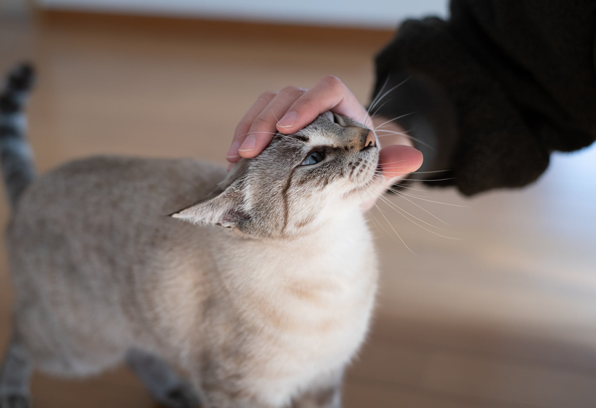 Gato cinza claro recebendo carinho de tutor na cabeça