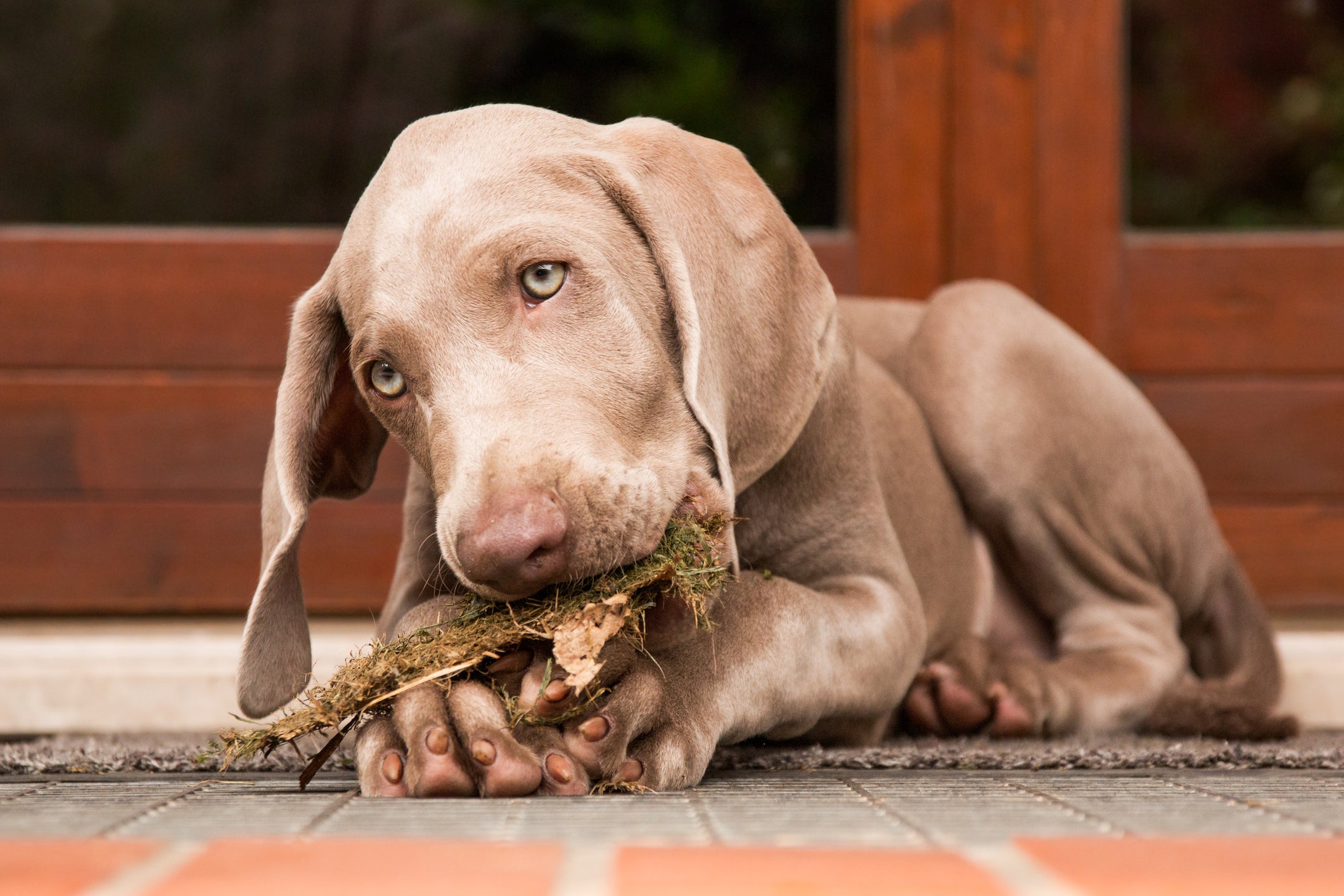 Filhote de cão Weimaraner mordendo pedaço de terra com grama e madeira