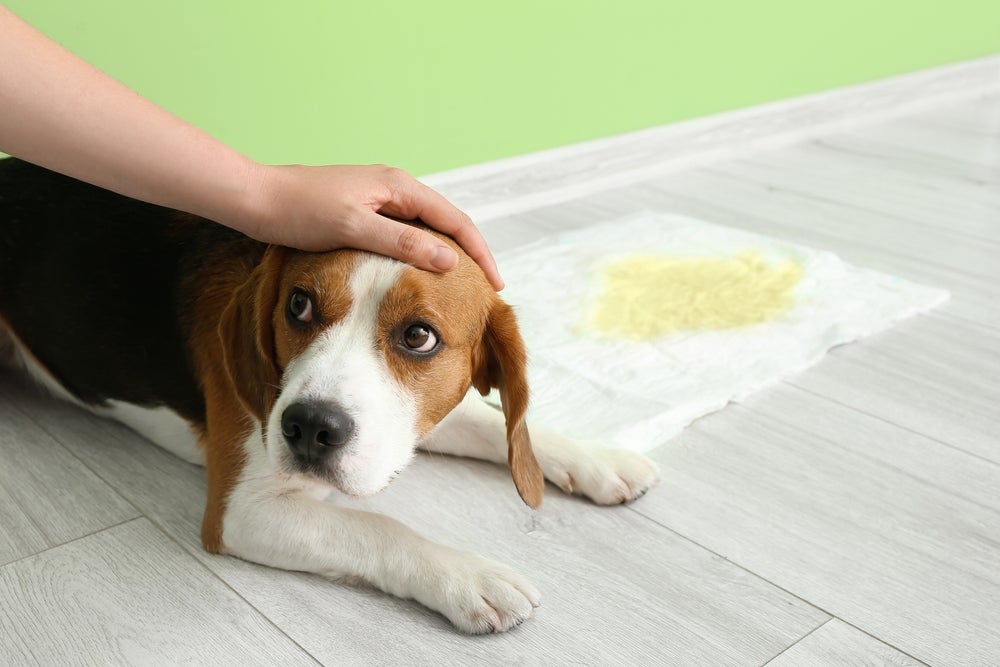 Xixi de cachorro fora do lugar: estas 6 dicas recomendadas por  especialistas vão te ajudar a acabar de vez com problema