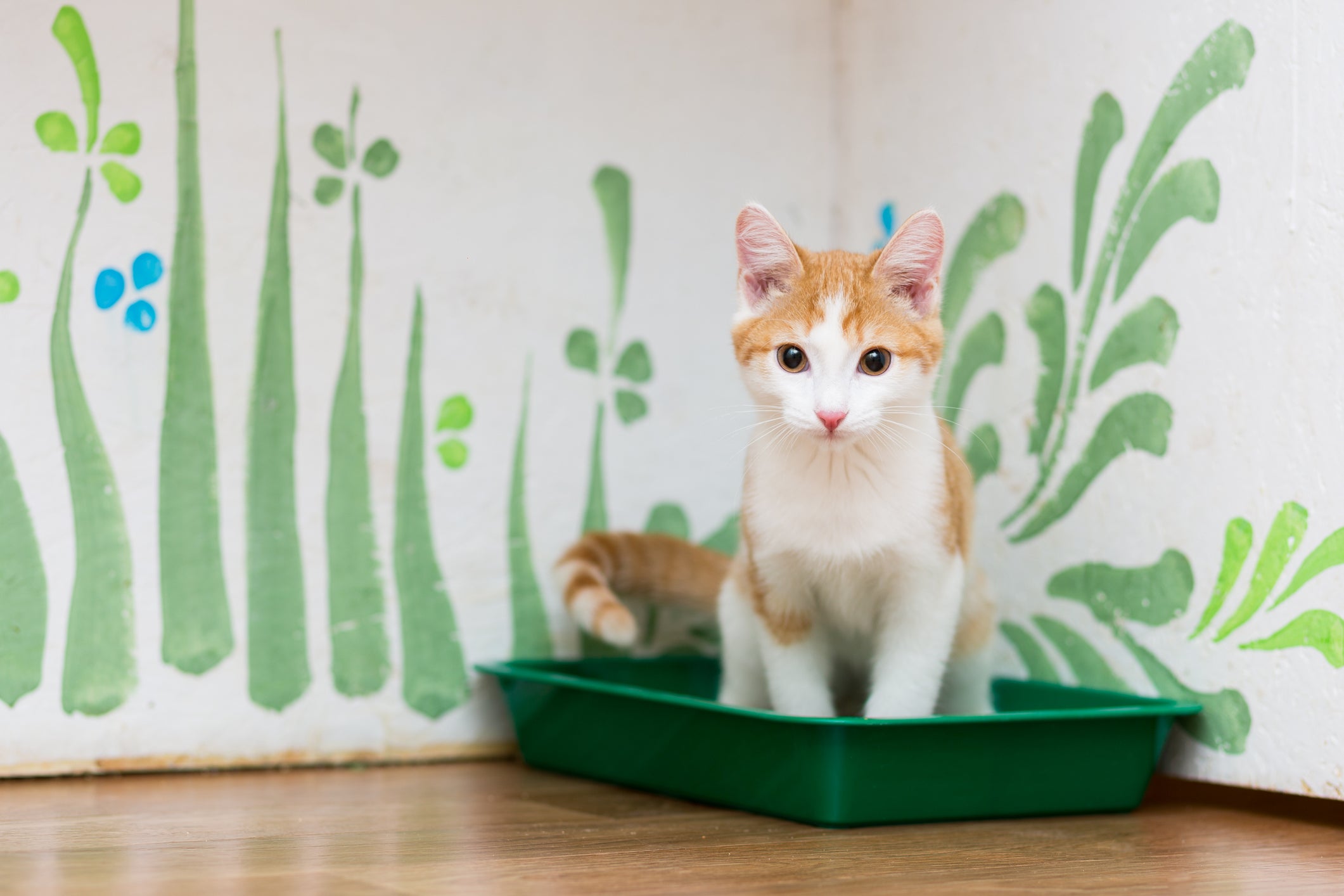 gato sentando em uma caixa de areia para gatos