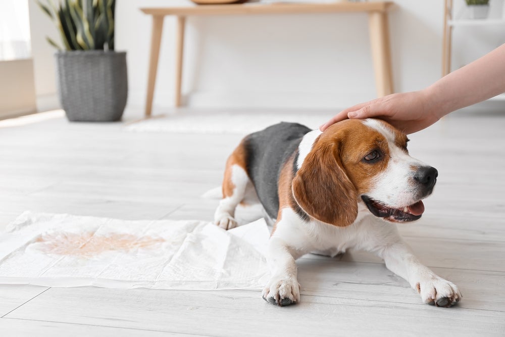 beagle deitado perto de tapete higiênico com xixi recebendo carinho