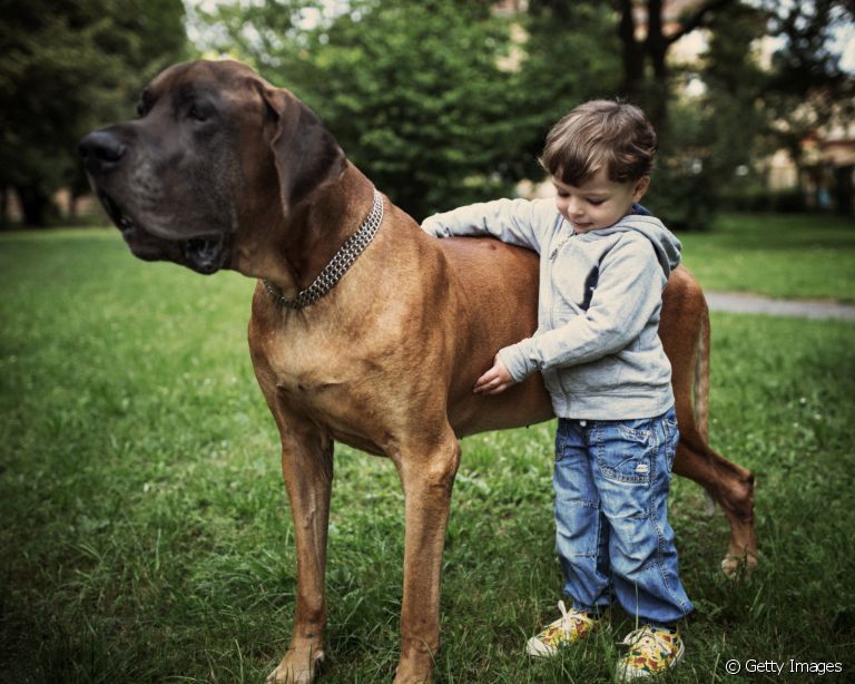 Cachorro gigante: conheça as 9 maiores raças de cães do mundo