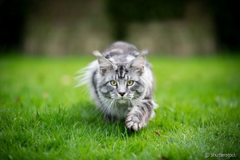 100 CURIOSIDADES sobre GATOS que vão te surpreender 🐱🐾 