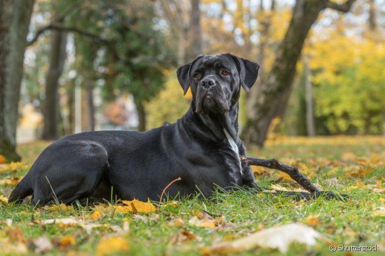 son cane corsos relacionados con pit bulls