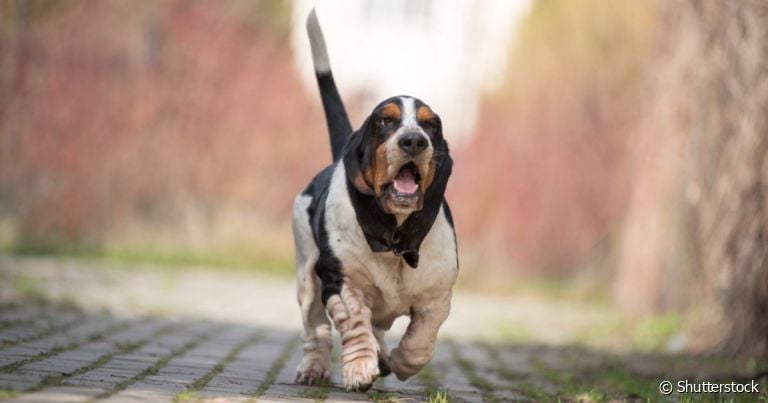 Cachorro de raça brasileira tem a mordida mais forte do mundo, diz  especialista - RPet - R7 RPet