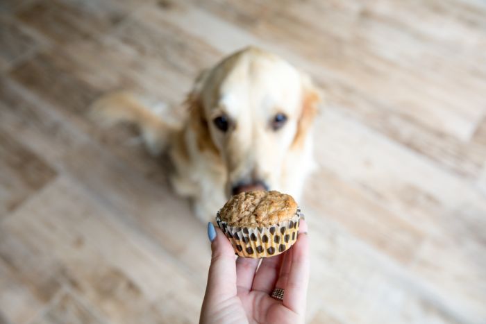 Receita de ovo de páscoa para cachorro: aprenda como preparar um  chocolate liberado para seu pet