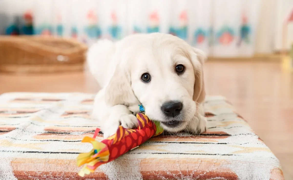 Aposte em brinquedos para cachorros que ficam sozinhos