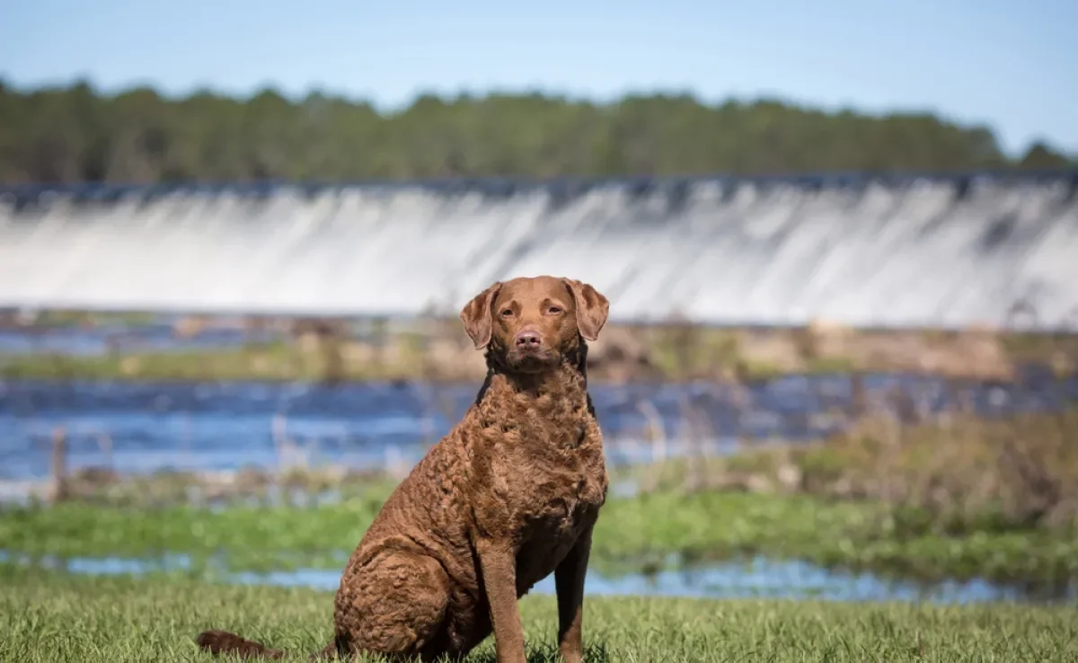 O Chesapeake Bay Retriever é um cão atlético e inteligente