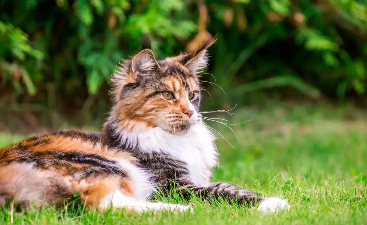 O Maine Coon é uma ótima raça de gato para idosos que buscam companhia