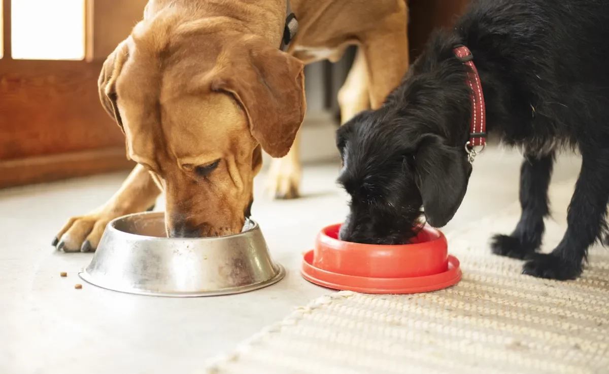 A ração para aumentar imunidade do cachorro deve ser de qualidade e nutritiva