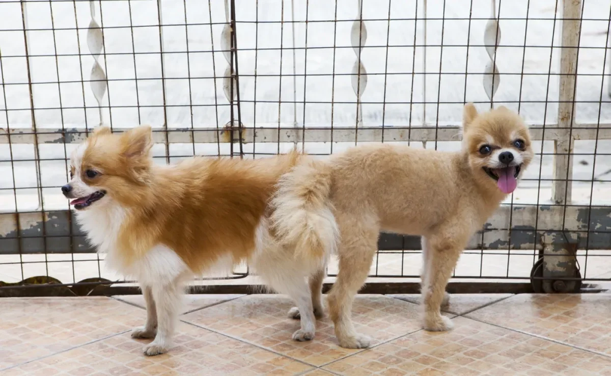 Você sabe por que os cachorros ficam grudados após o cruzamento?