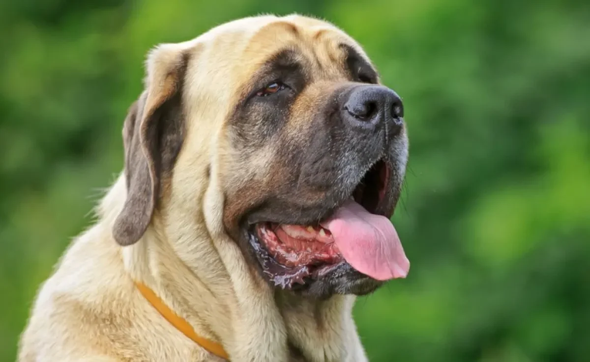 Os cachorros molossos são protetores e têm o porte atlético