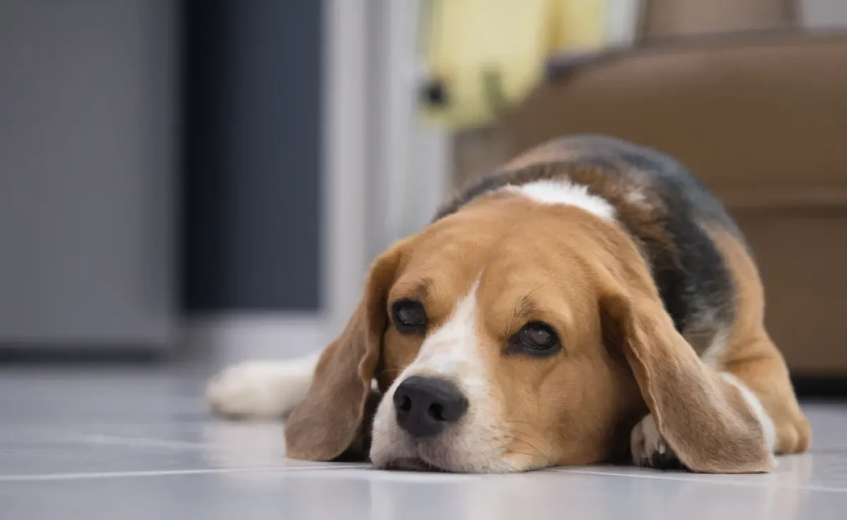 O cisto em cachorro pode ter diferentes causas e afetar várias partes do corpo