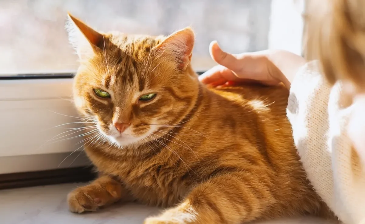 “Meu gato me odeia!” Os sinais às vezes são bem claros...