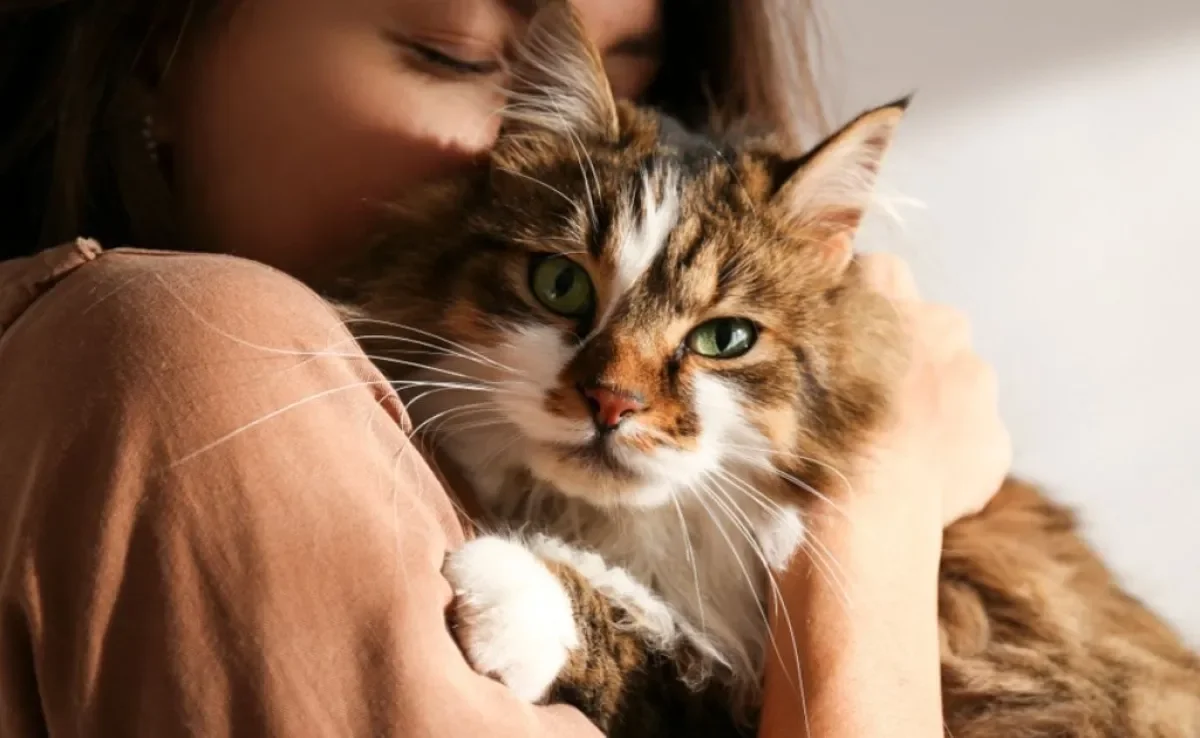 O Dia De Abraçar Seu Gato é comemorado em 4 de Junho