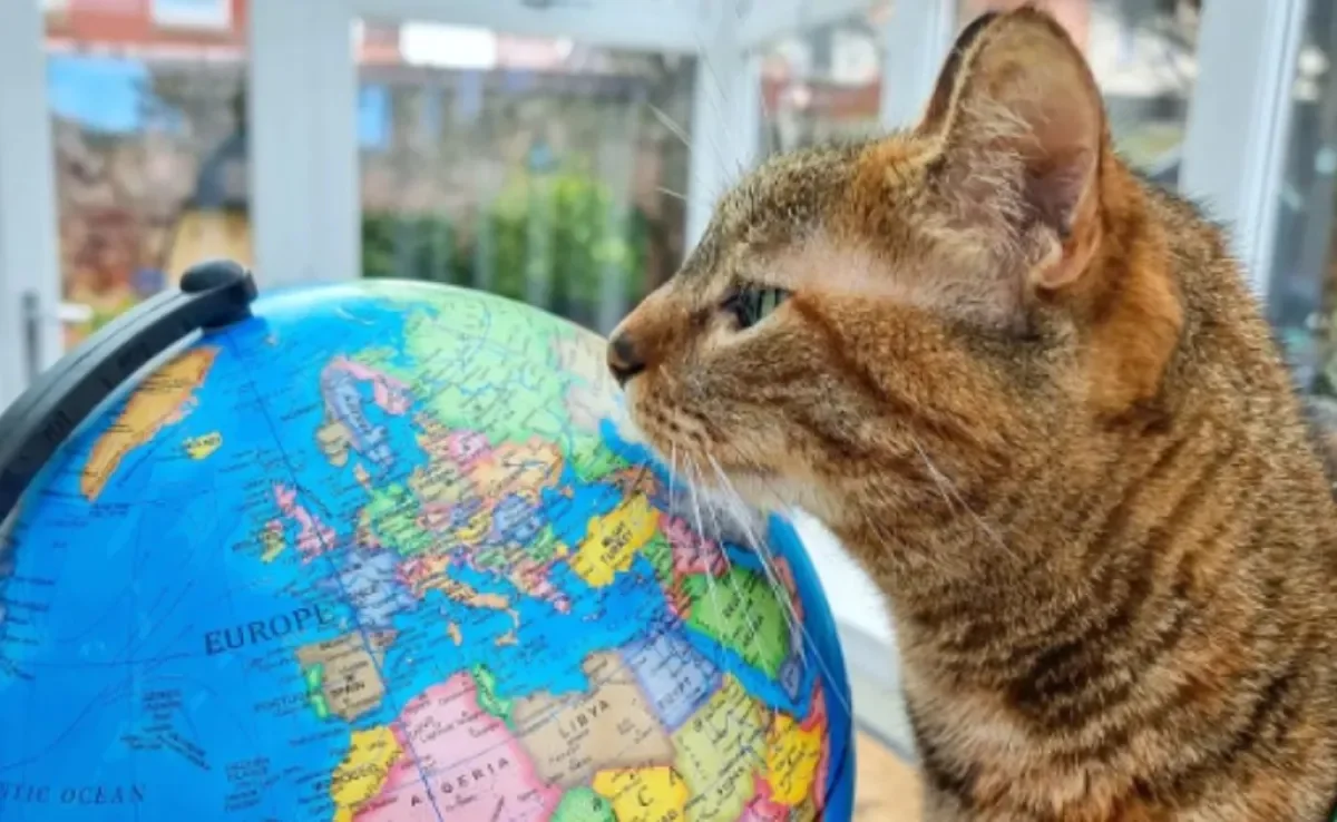 Viajar com gato é possível, e a Nala é a prova disso, tendo visitado cerca de 30 países ao lado do seu tutor Dean