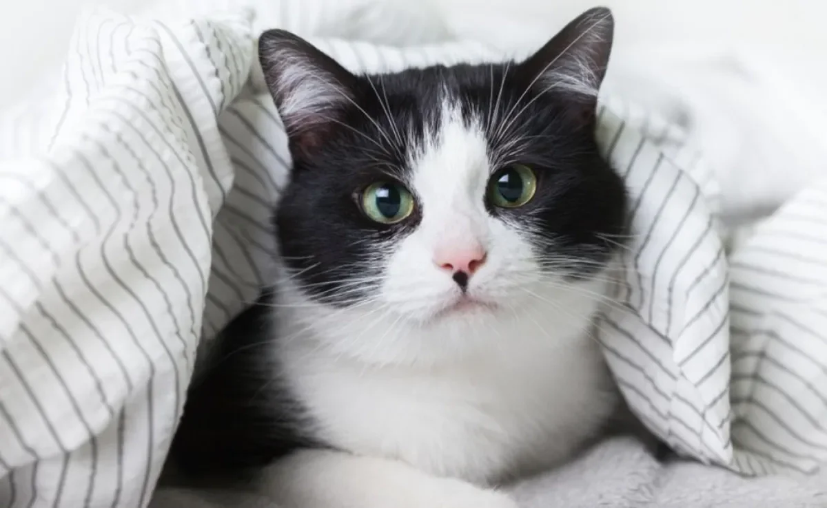 O gato com frio sempre encontra formas de se aquecer, e o tutor pode ajudar nisso