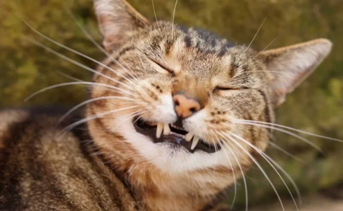 Gato espirrando nem sempre é algo sério, mas é bom avaliar a frequência do sintoma