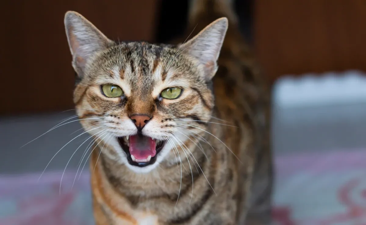 Gato rouco pode ser apenas o tom de "voz" do bichano